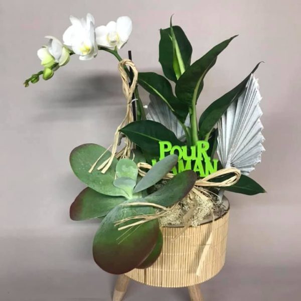 Plante à offrir pour la fête de mères, à Toulon